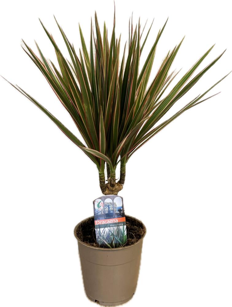 dracaena