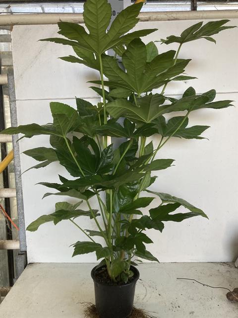 Fatsia - aralia sieboldii