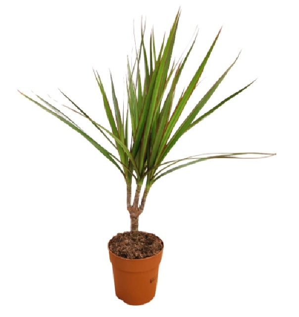 Dracaena marginata
