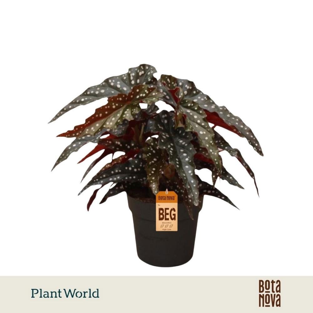 begonia feuillage