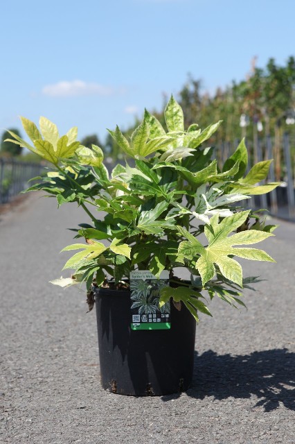 Fatsia - aralia sieboldii
