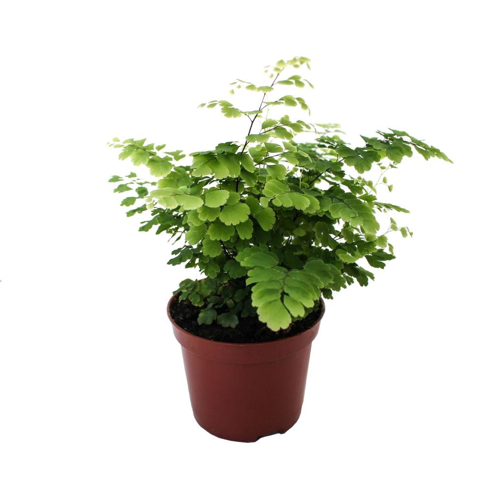 adiantum