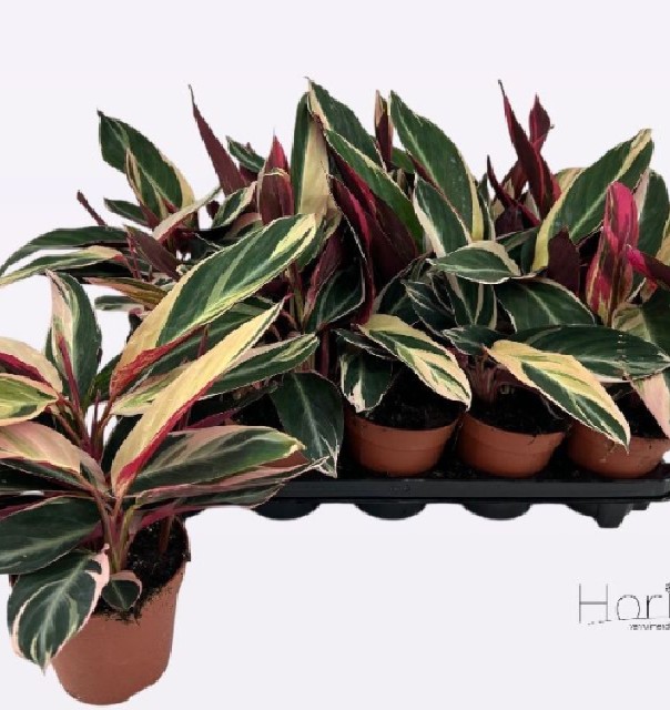 Calathea