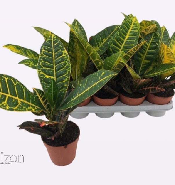 Croton - codiaeum