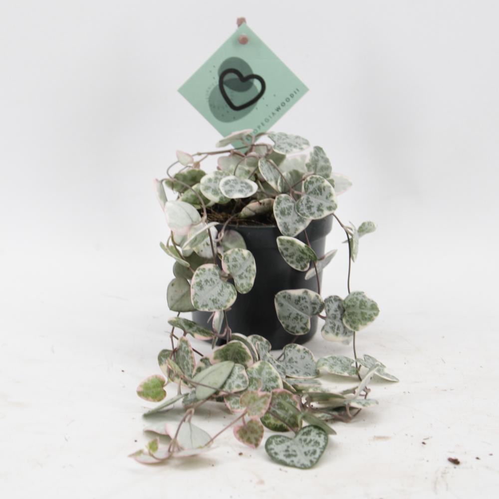 Ceropegia