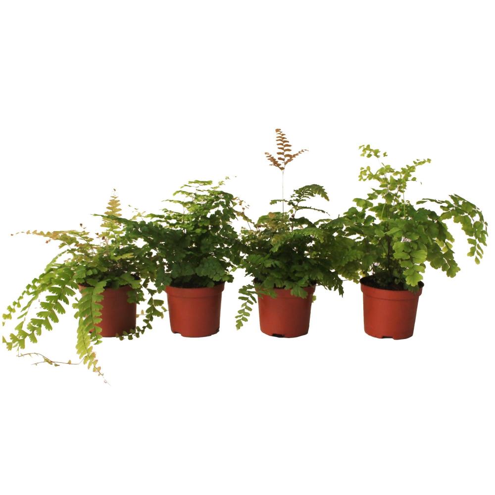 adiantum
