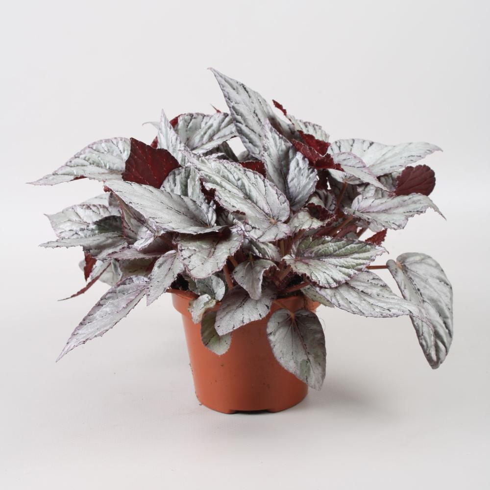 begonia feuillage
