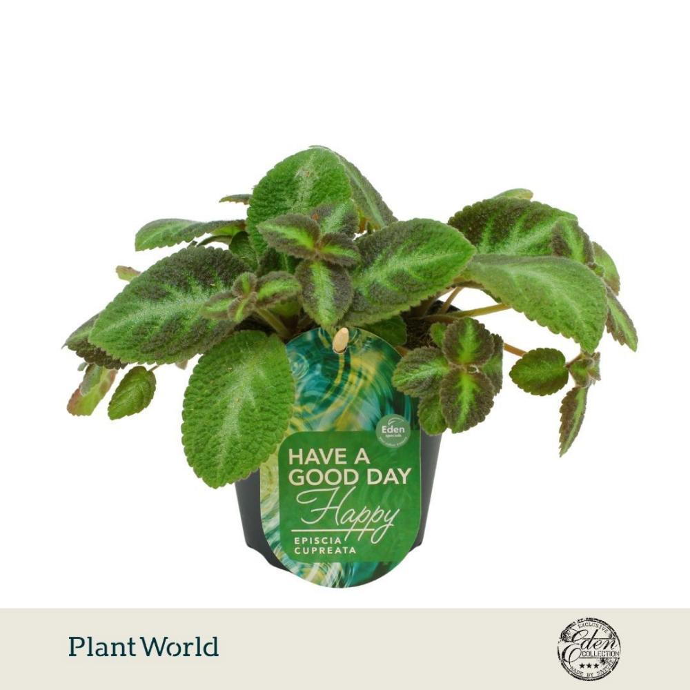 Episcia