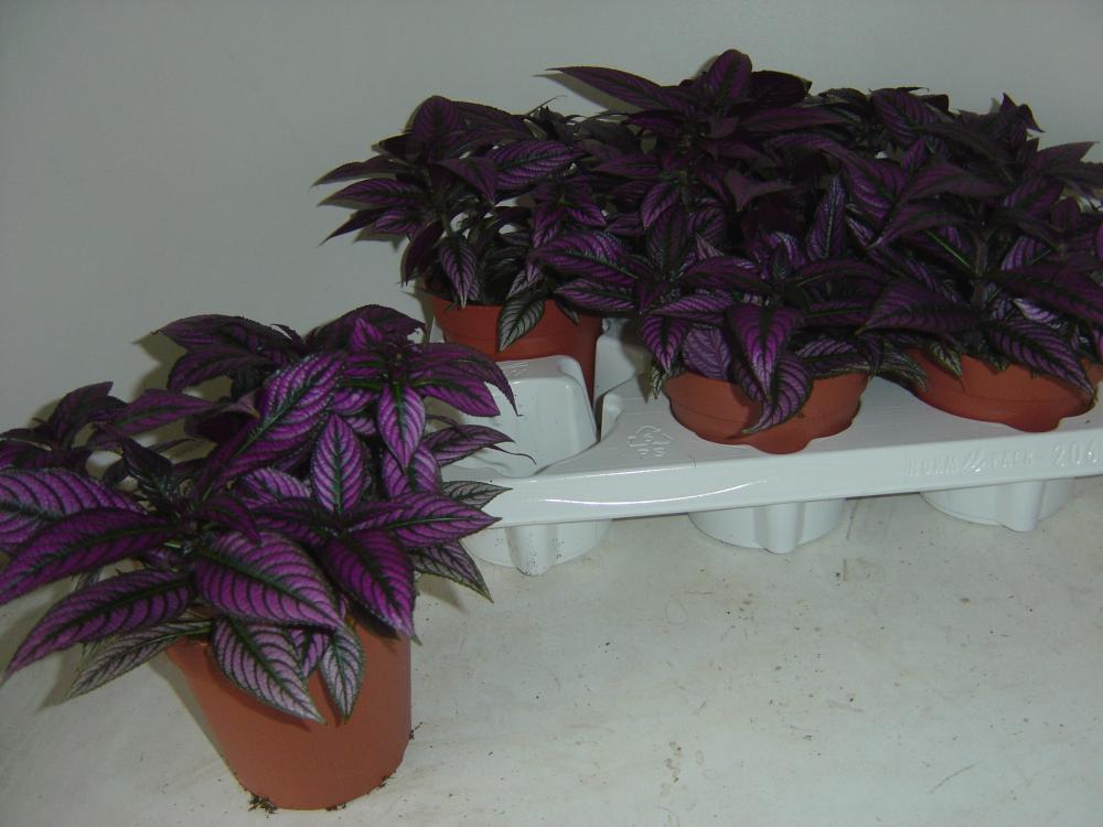 Strobilanthes