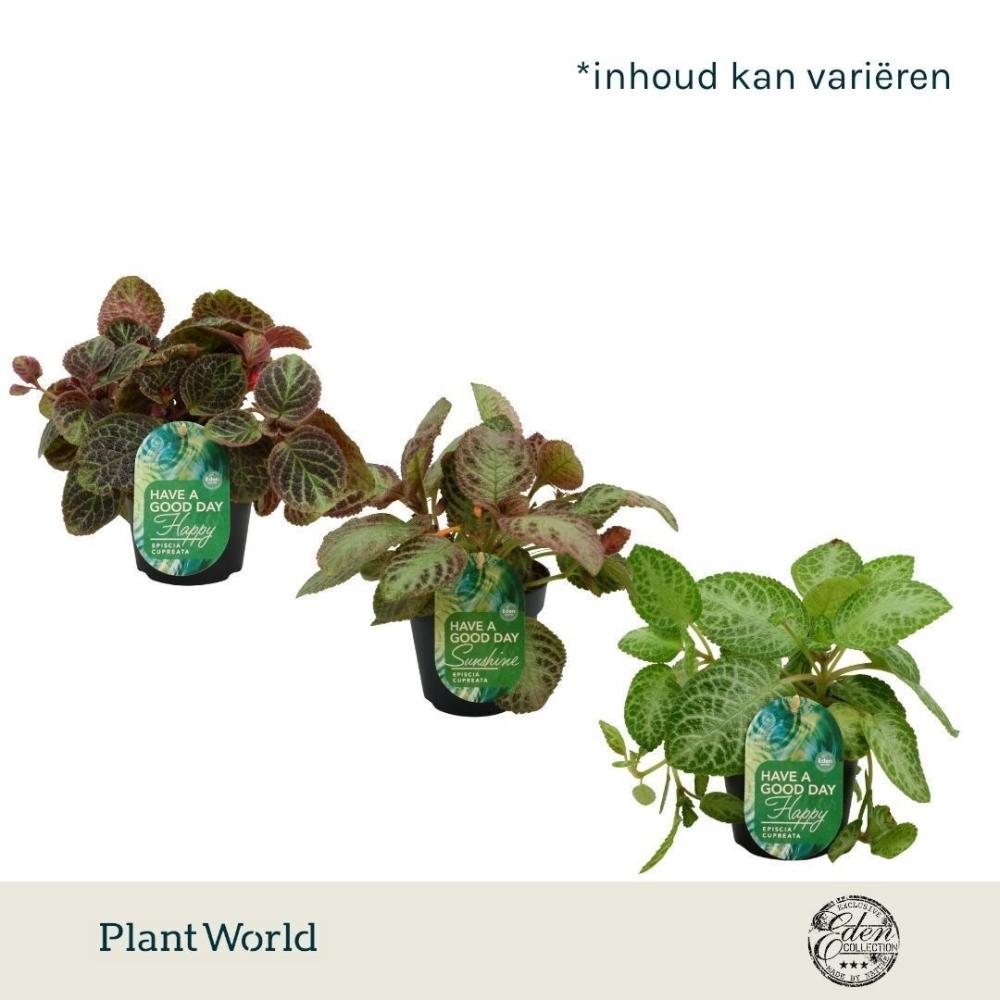 Episcia