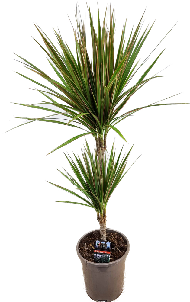 dracaena