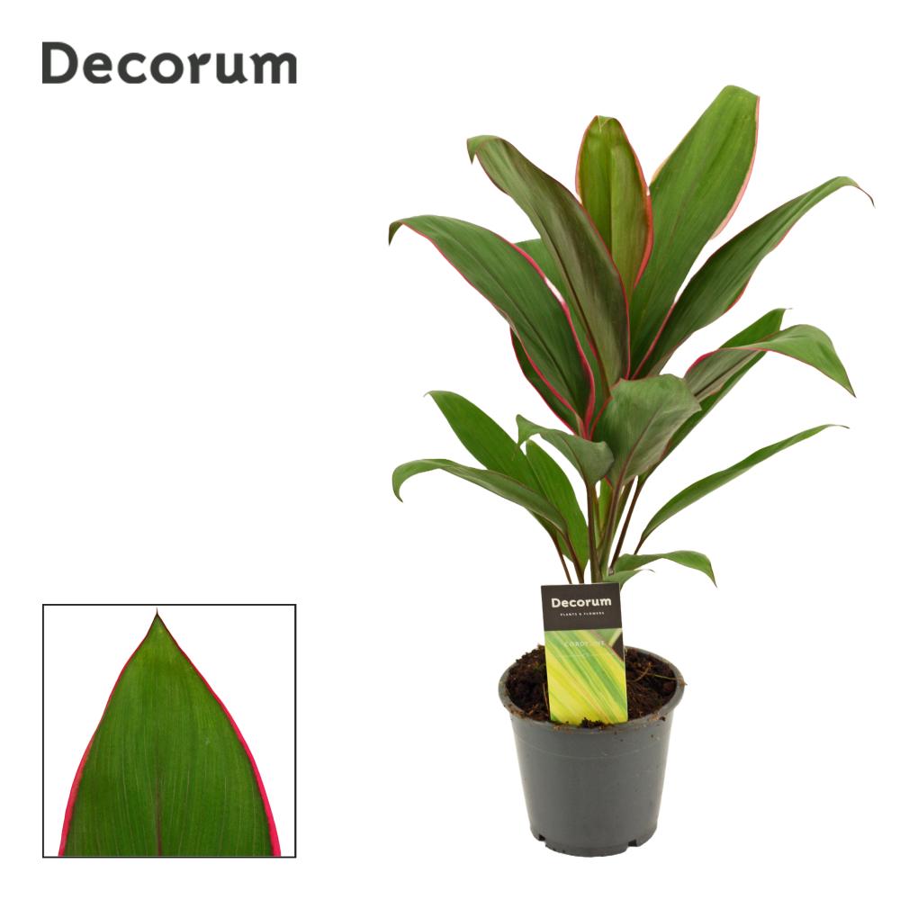Cordyline