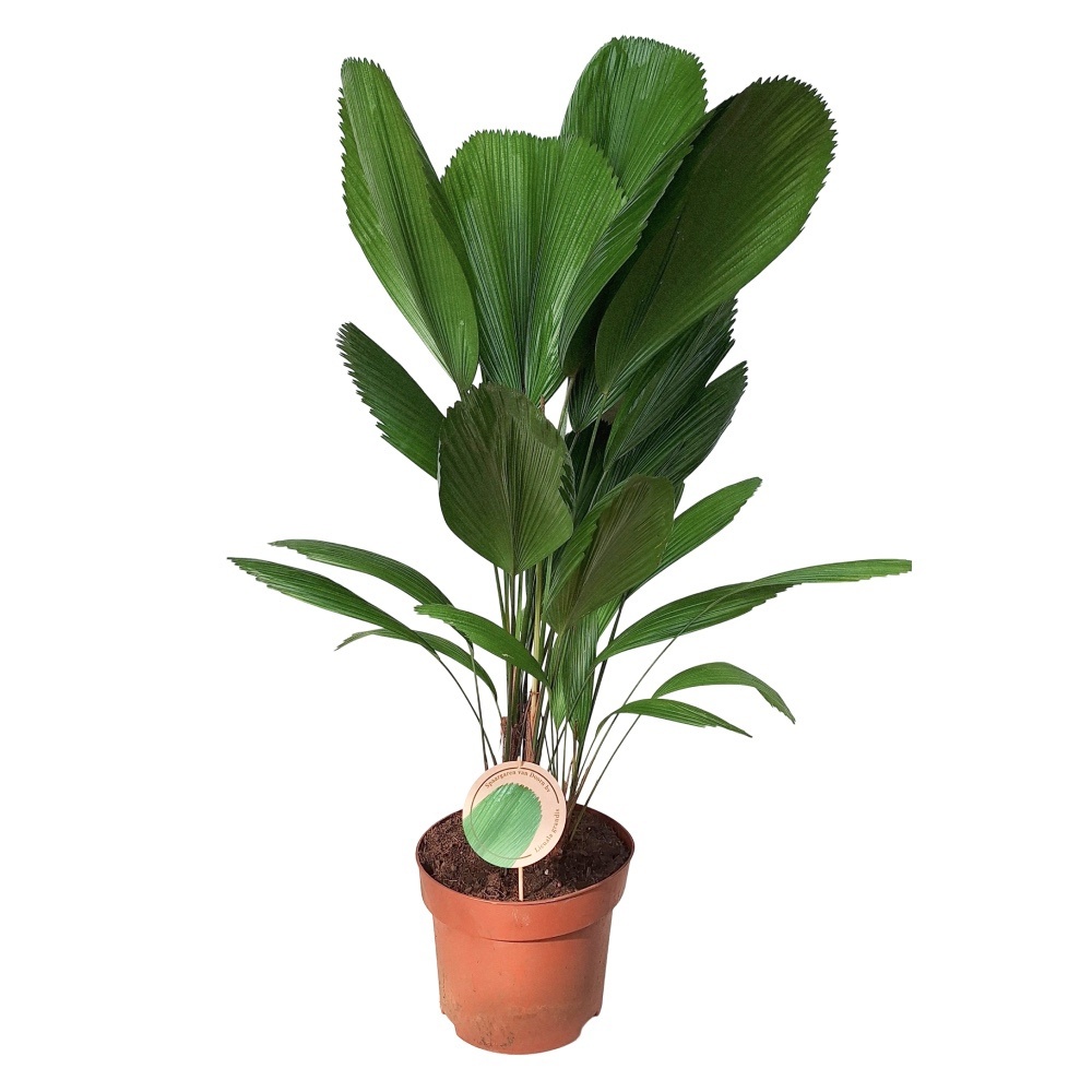 Licuala