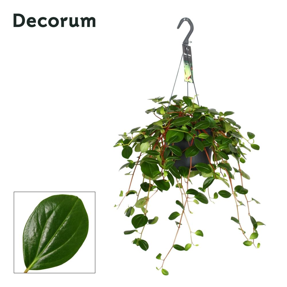 Peperomia