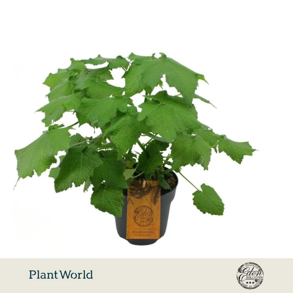 Sparmannia