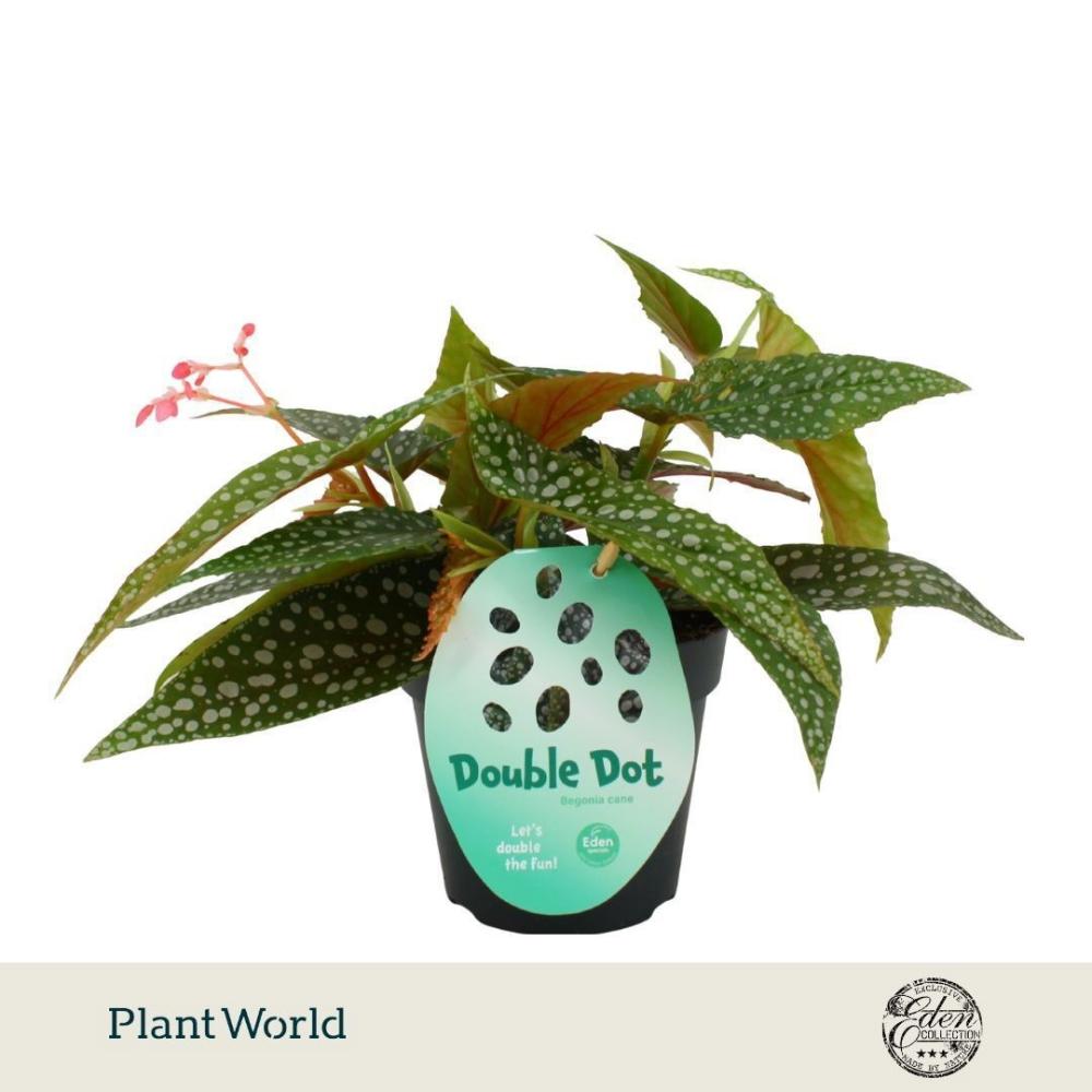begonia feuillage