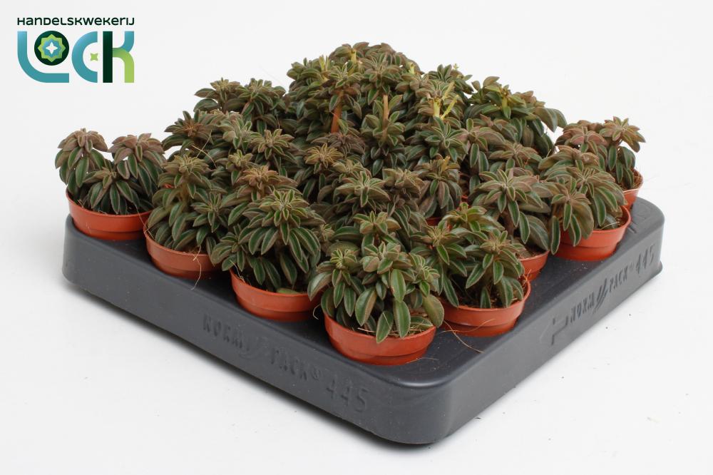 peperomia