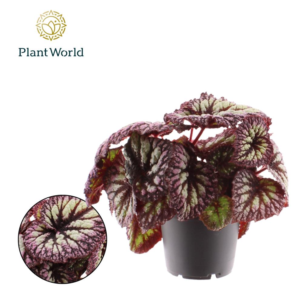begonia feuillage