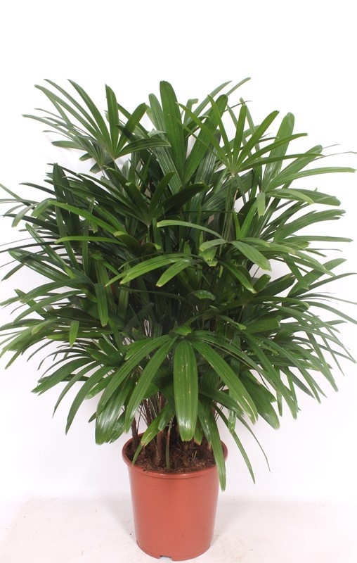 Rhapis