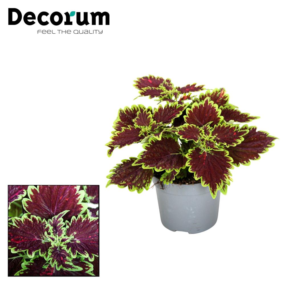 Plectranthus