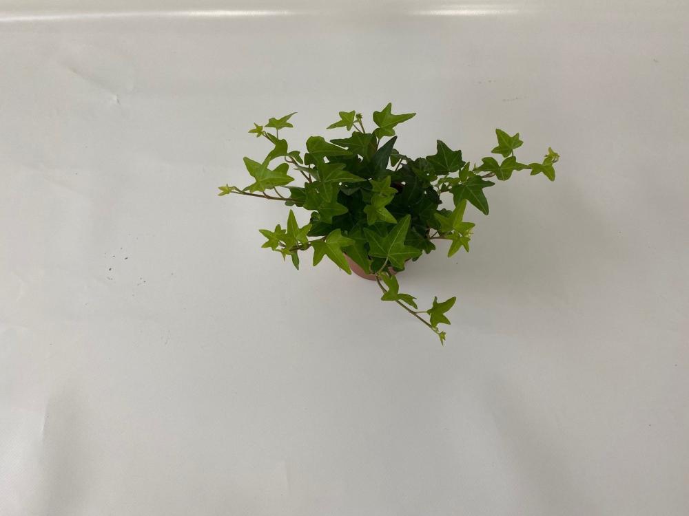 Hedera