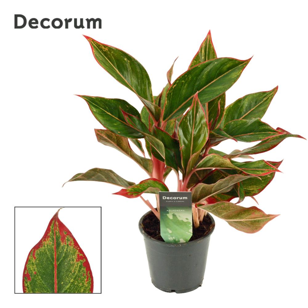 Aglaonema
