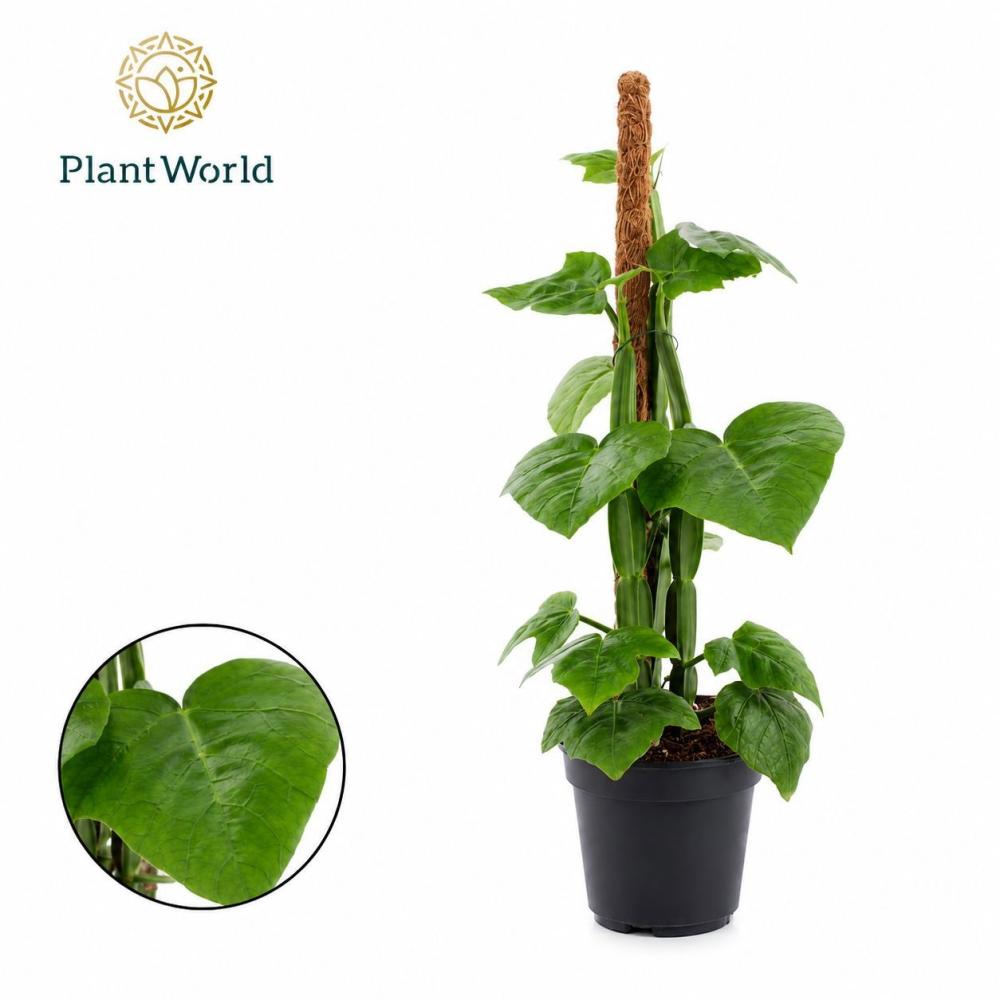 Cissus