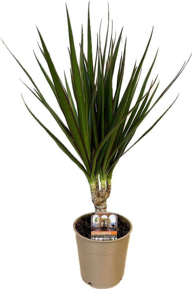 dracaena