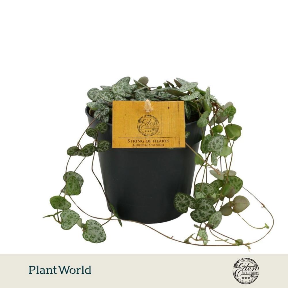 Ceropegia