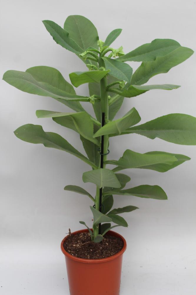 Euphorbia