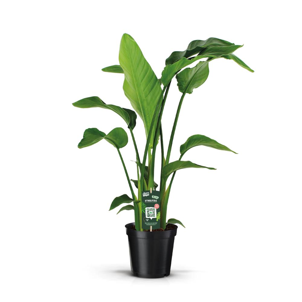 Strelitzia