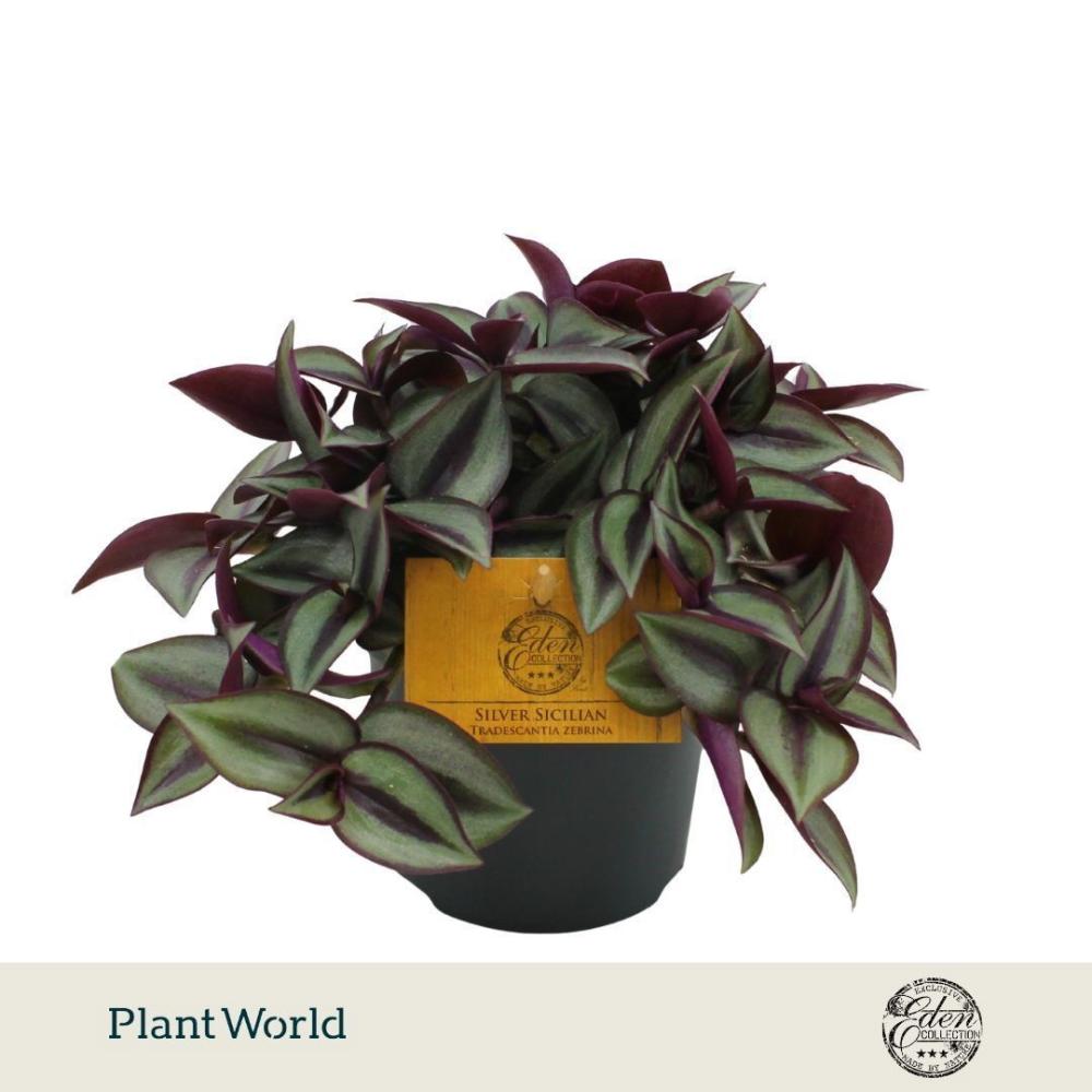 tradescantia