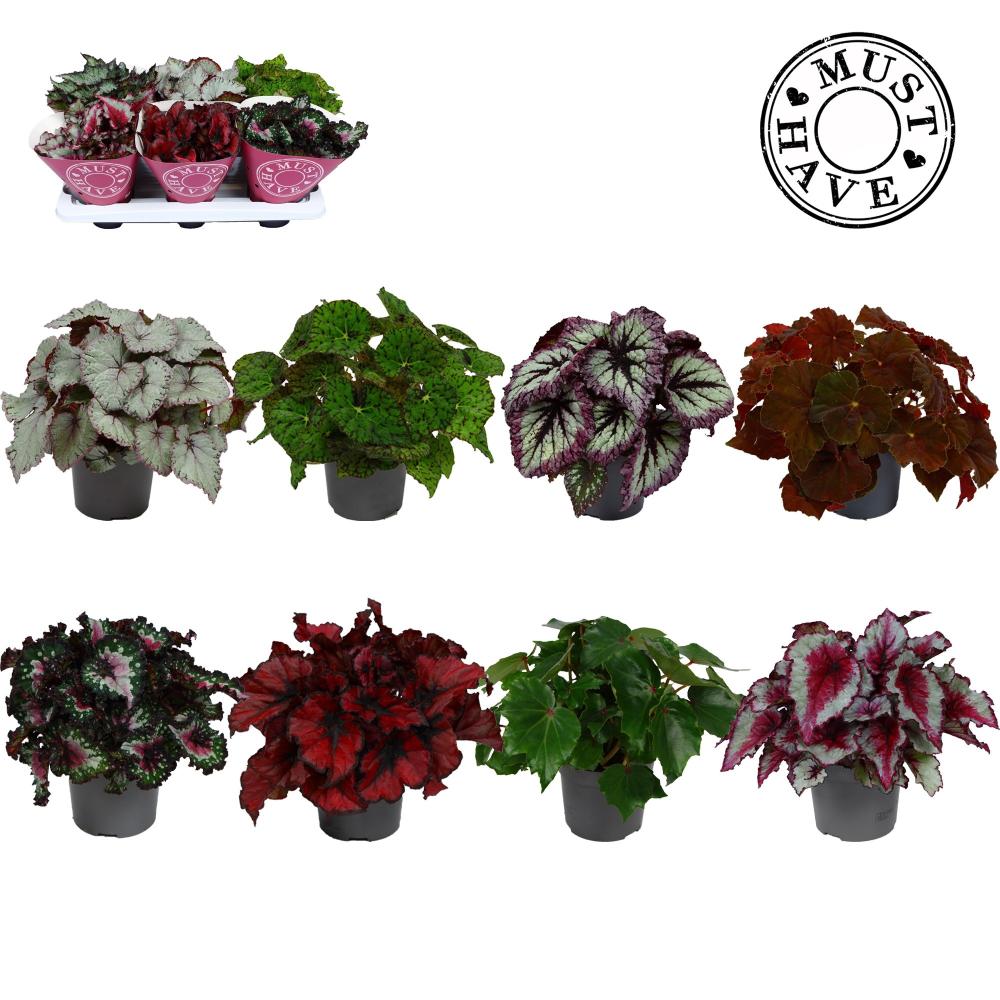 begonia feuillage