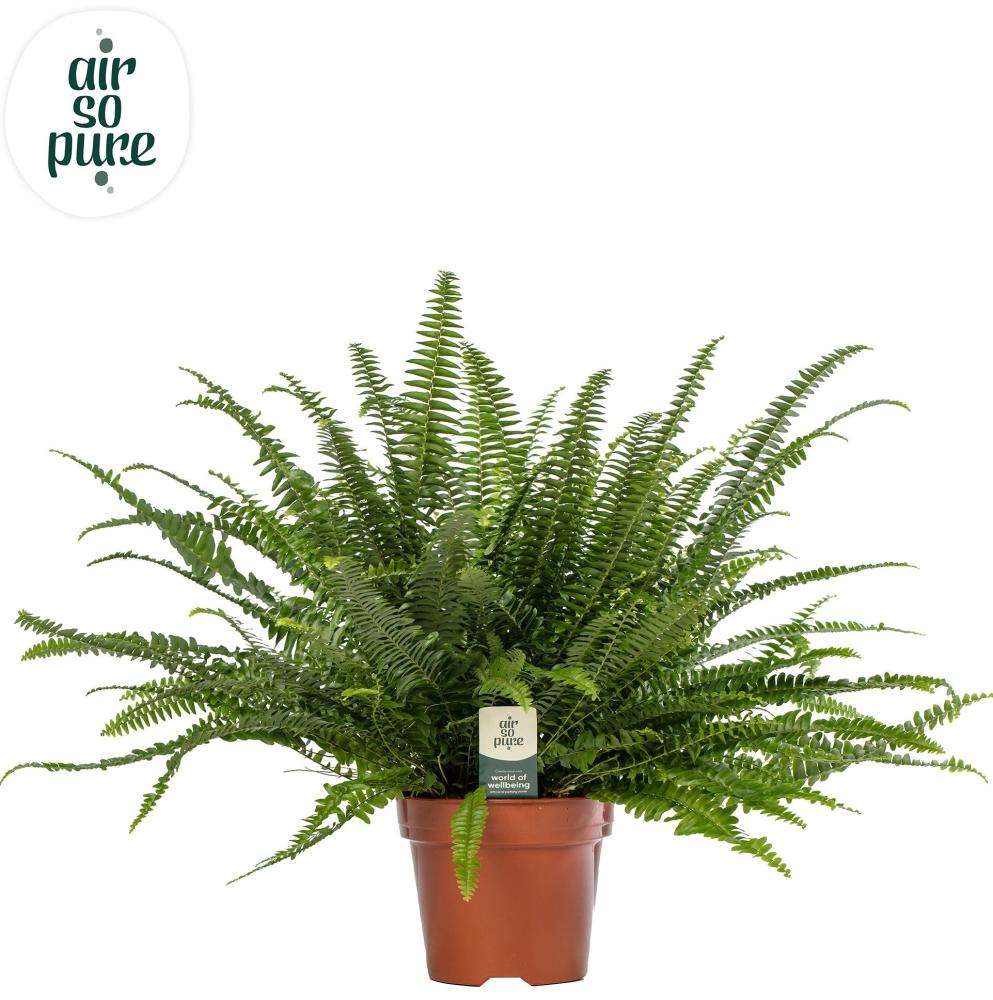 Nephrolepis