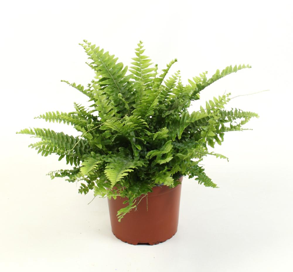 Nephrolepis