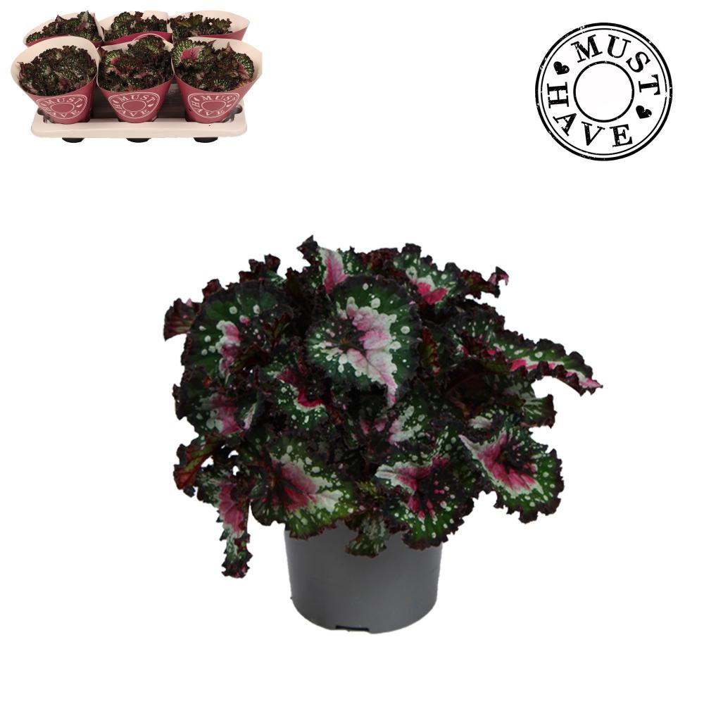 begonia feuillage