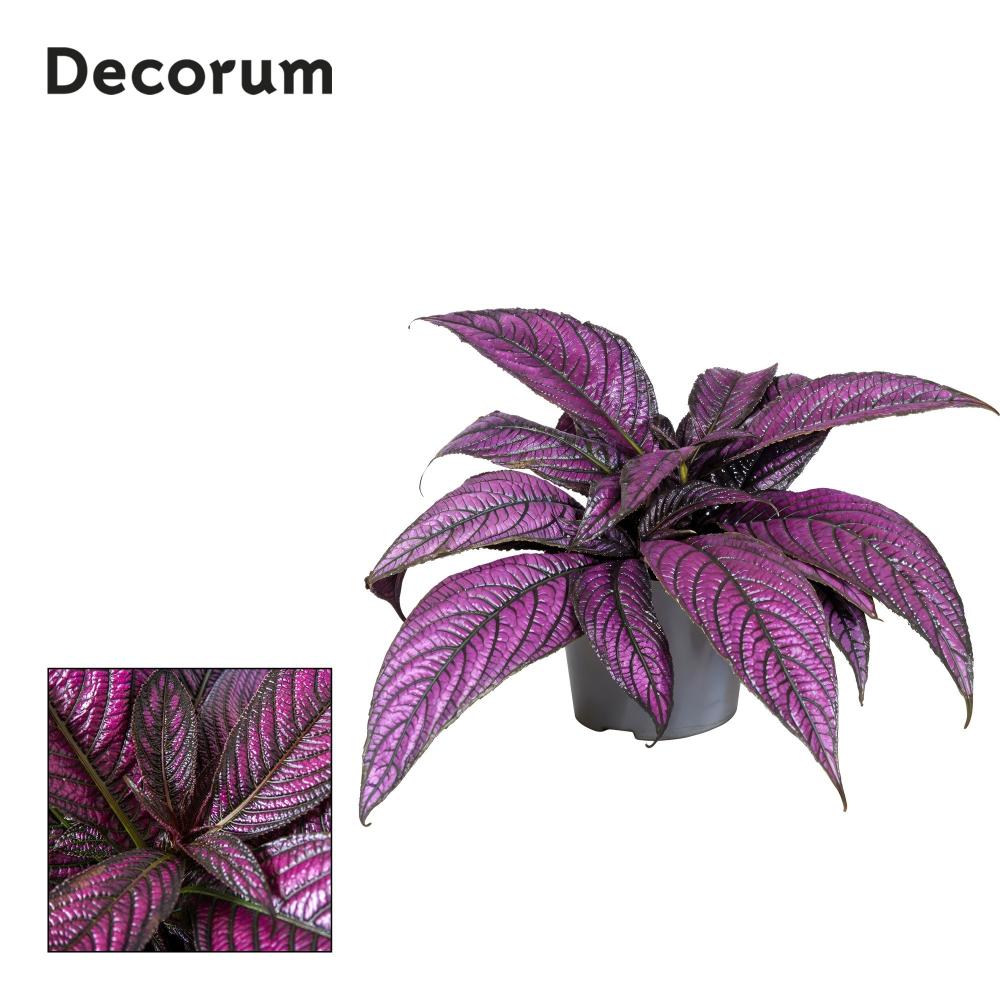 Strobilanthes