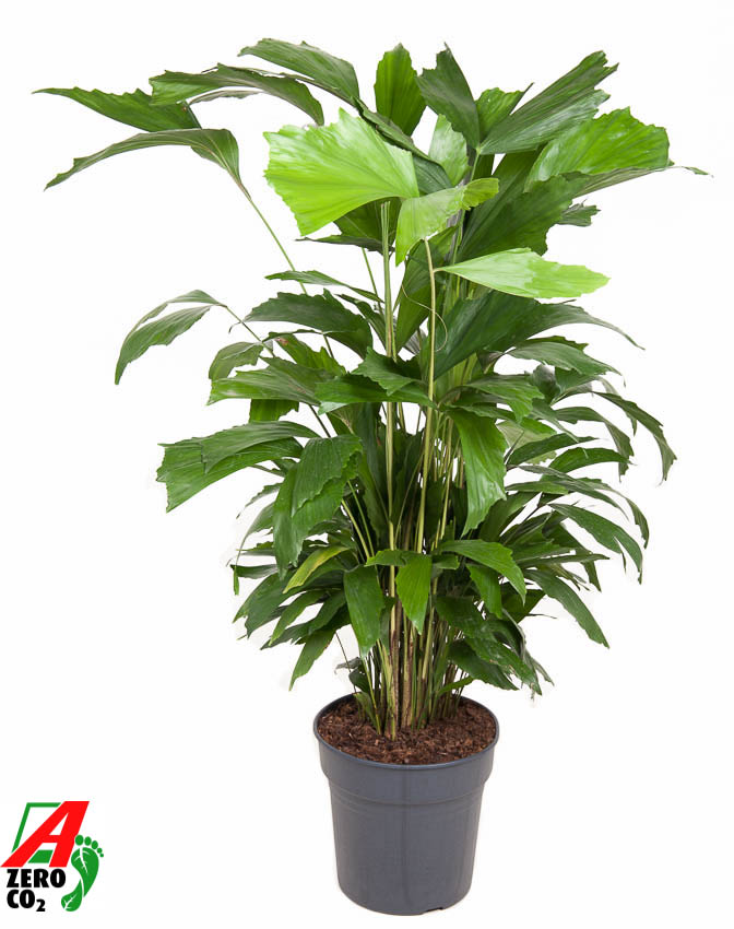 Caryota