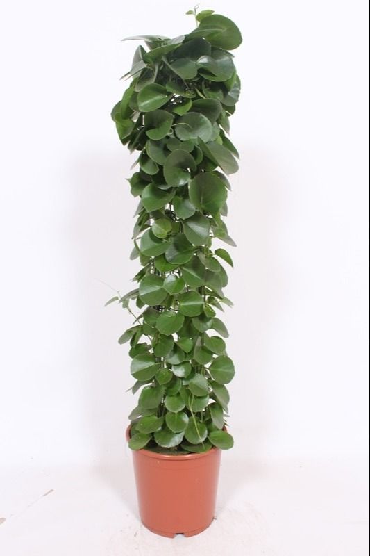 Cissus