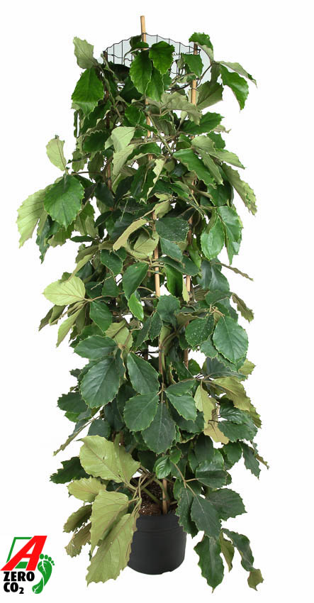 Tetrastigma