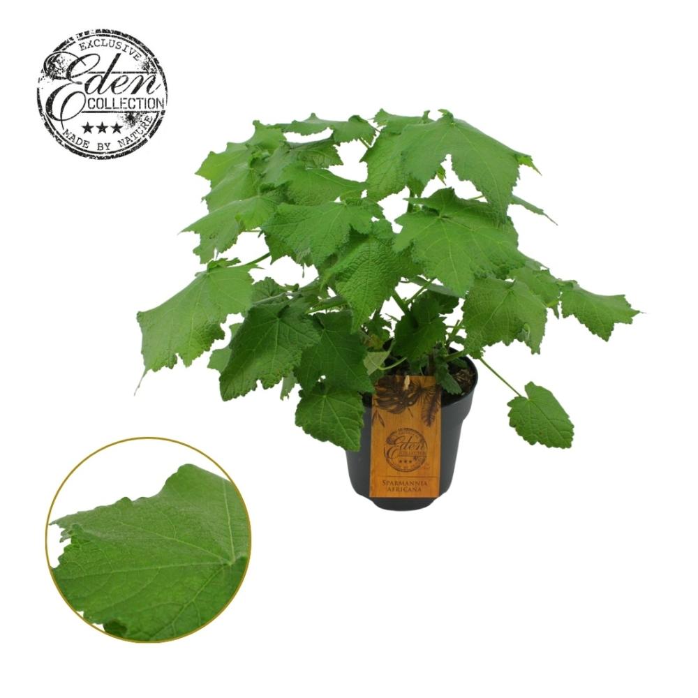 Sparmannia