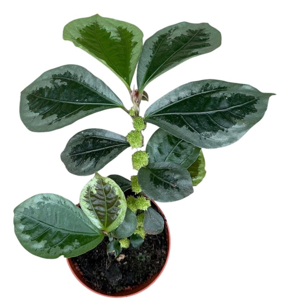 Elatostema