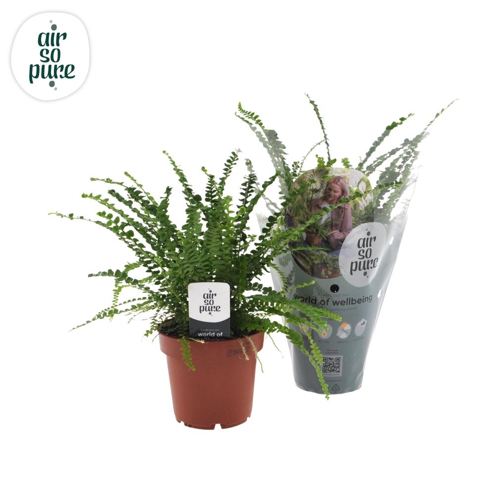 Nephrolepis