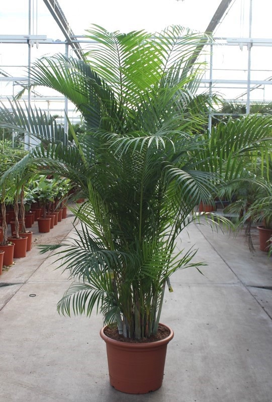 Dypsis-areca