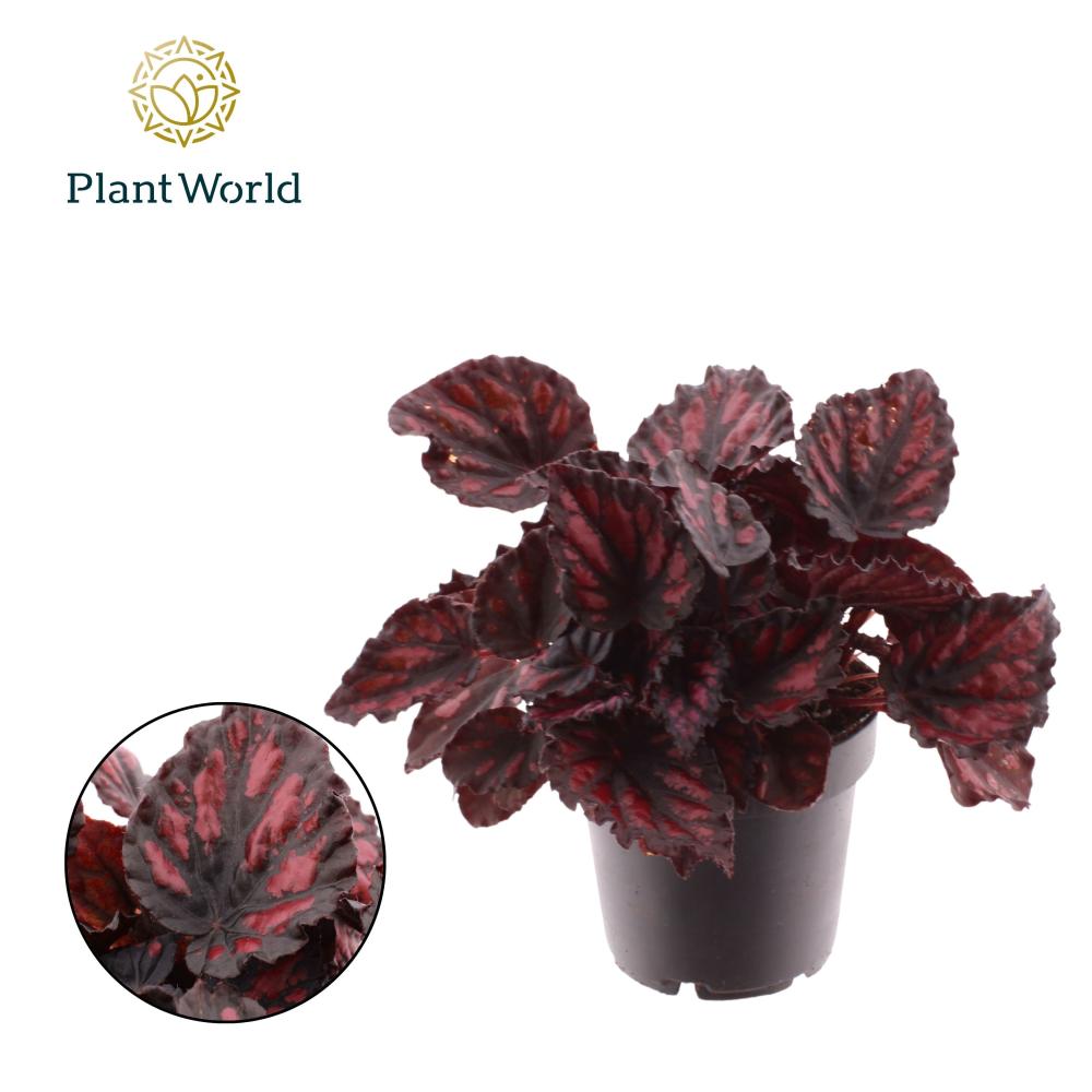 begonia feuillage