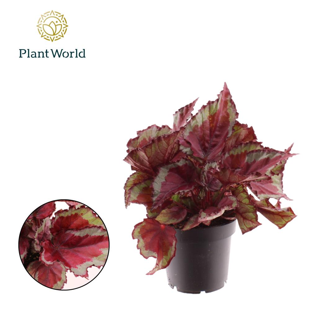 begonia feuillage