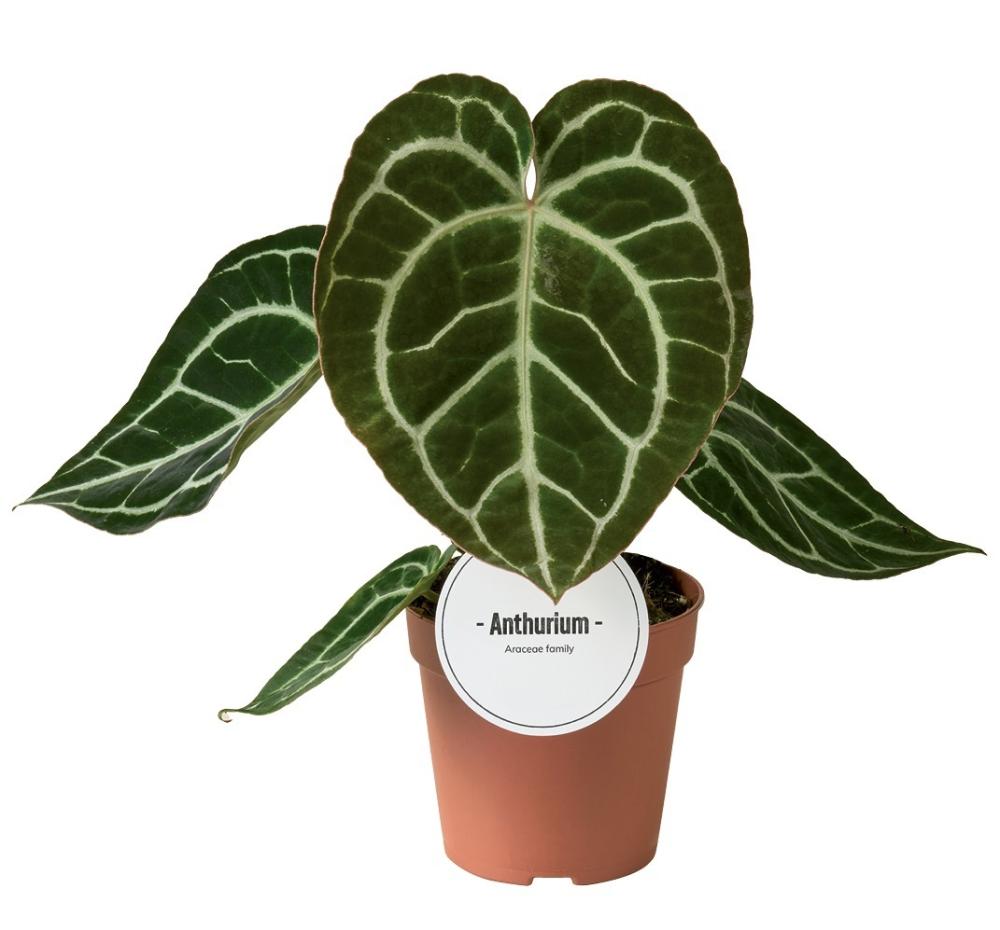 Anthurium