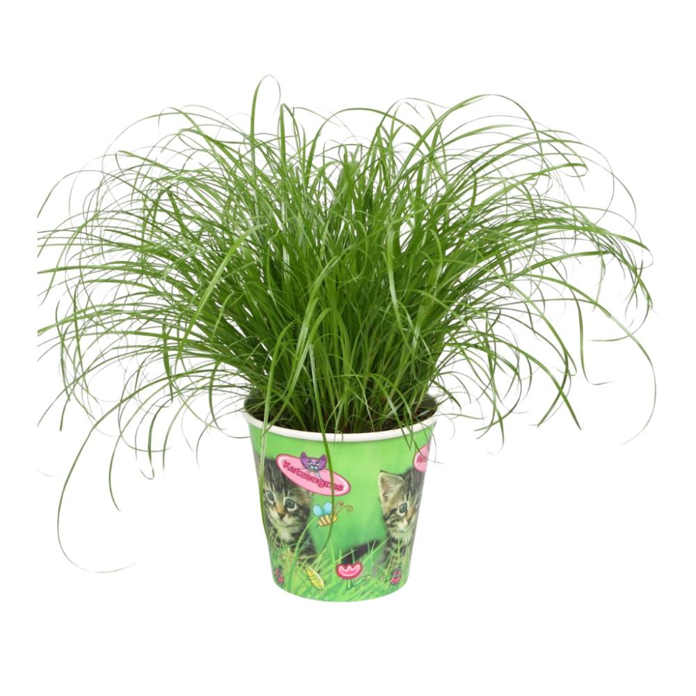 Cyperus