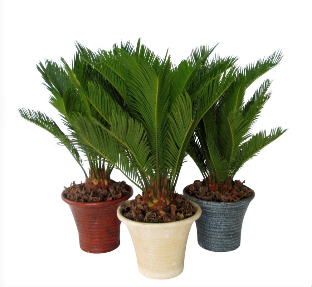 Cycas