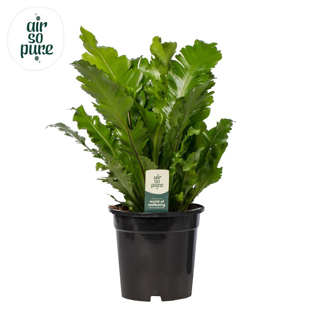 asplenium